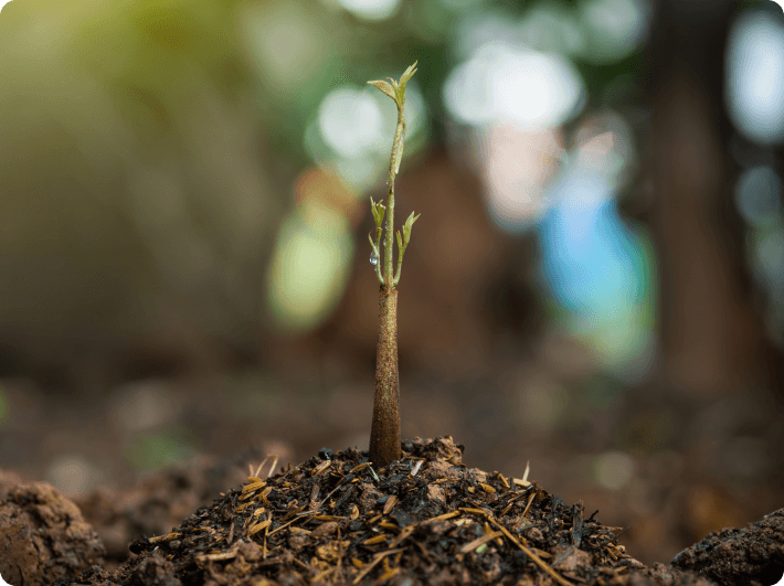 j'touche du bois 1 projet =  1 arbre planté